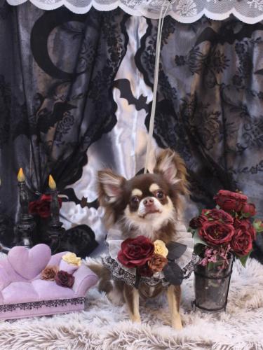 20231029くるみちゃん